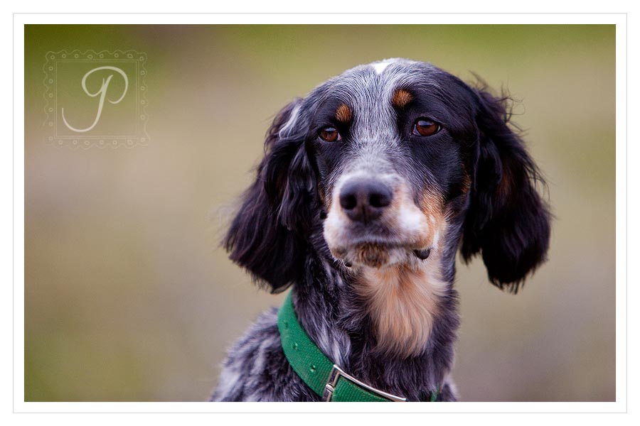 Montana Family and Pet Photography