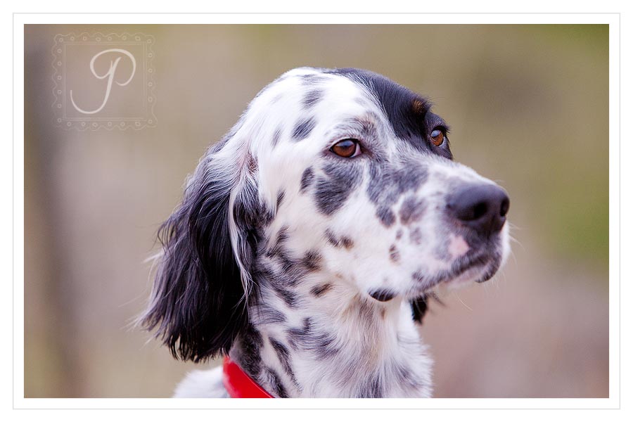 Montana Family and Pet Photography